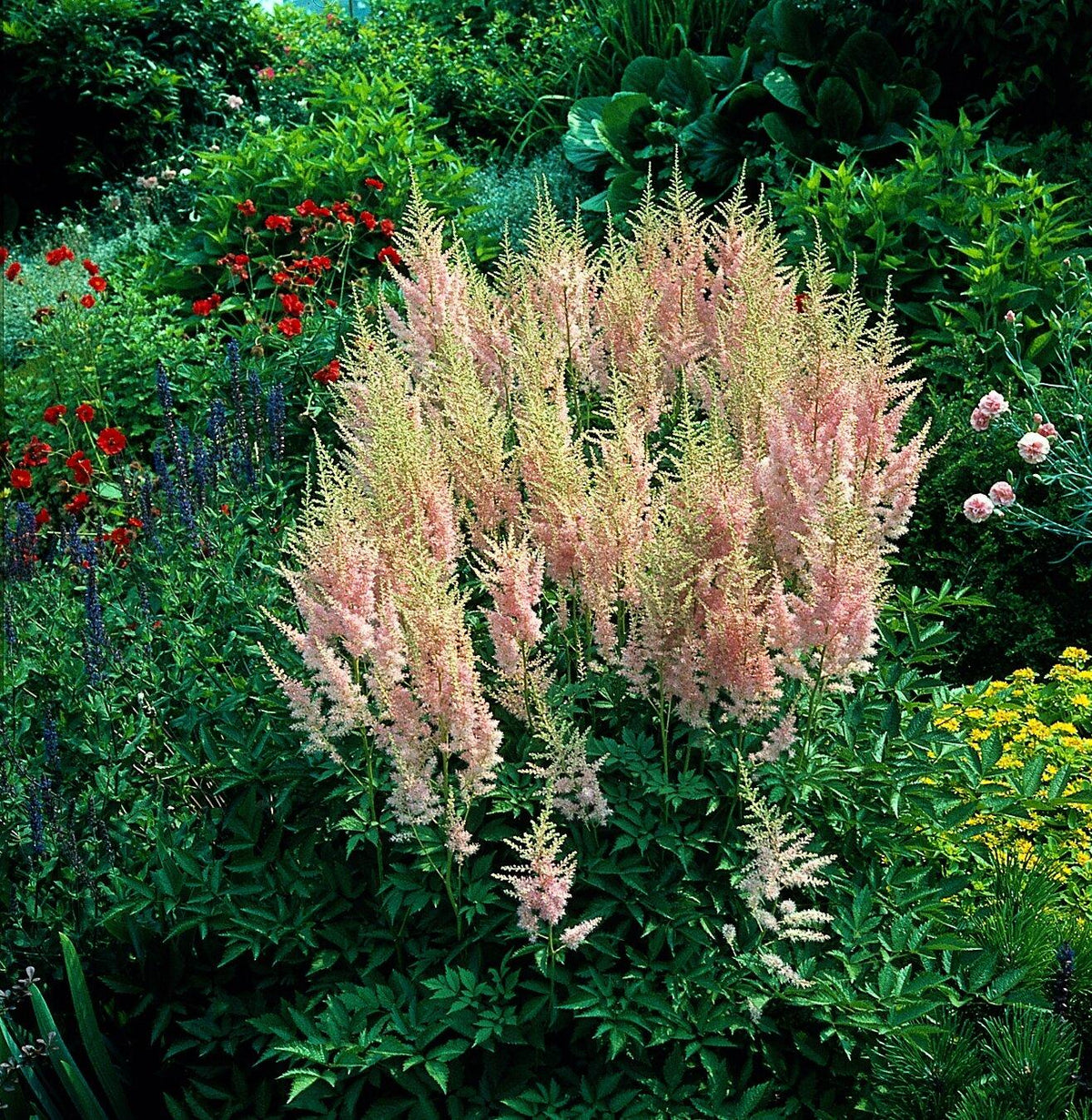 G328 Astilbe X Rosea Peach Blossom 8 73ce28c3 9501 4548 A294 Bc30afab99d1 from www redcrocus com