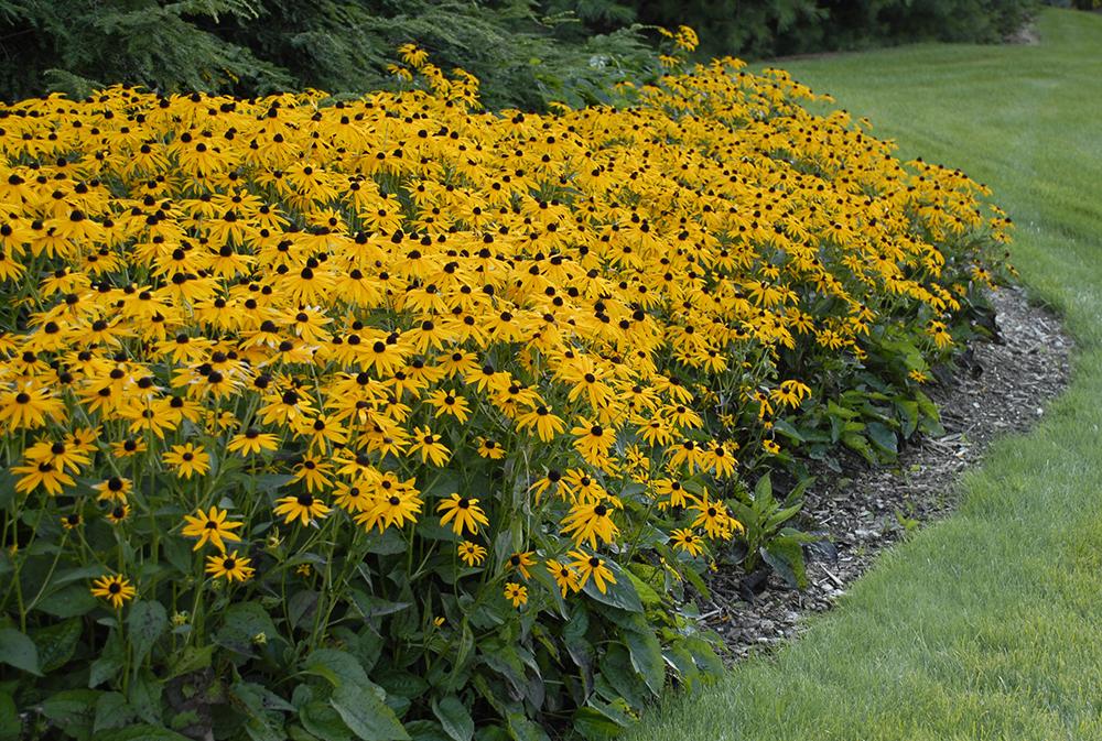 G334 Rudbeckia Fulgida 'goldsturm' - View 10 from www redcrocus com