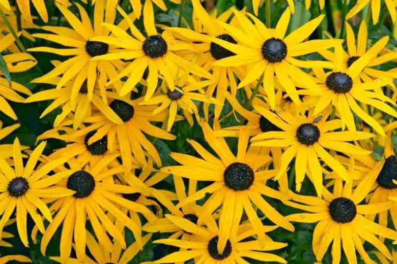G334 Rudbeckia Fulgida 'goldsturm' - View 12 from www redcrocus com