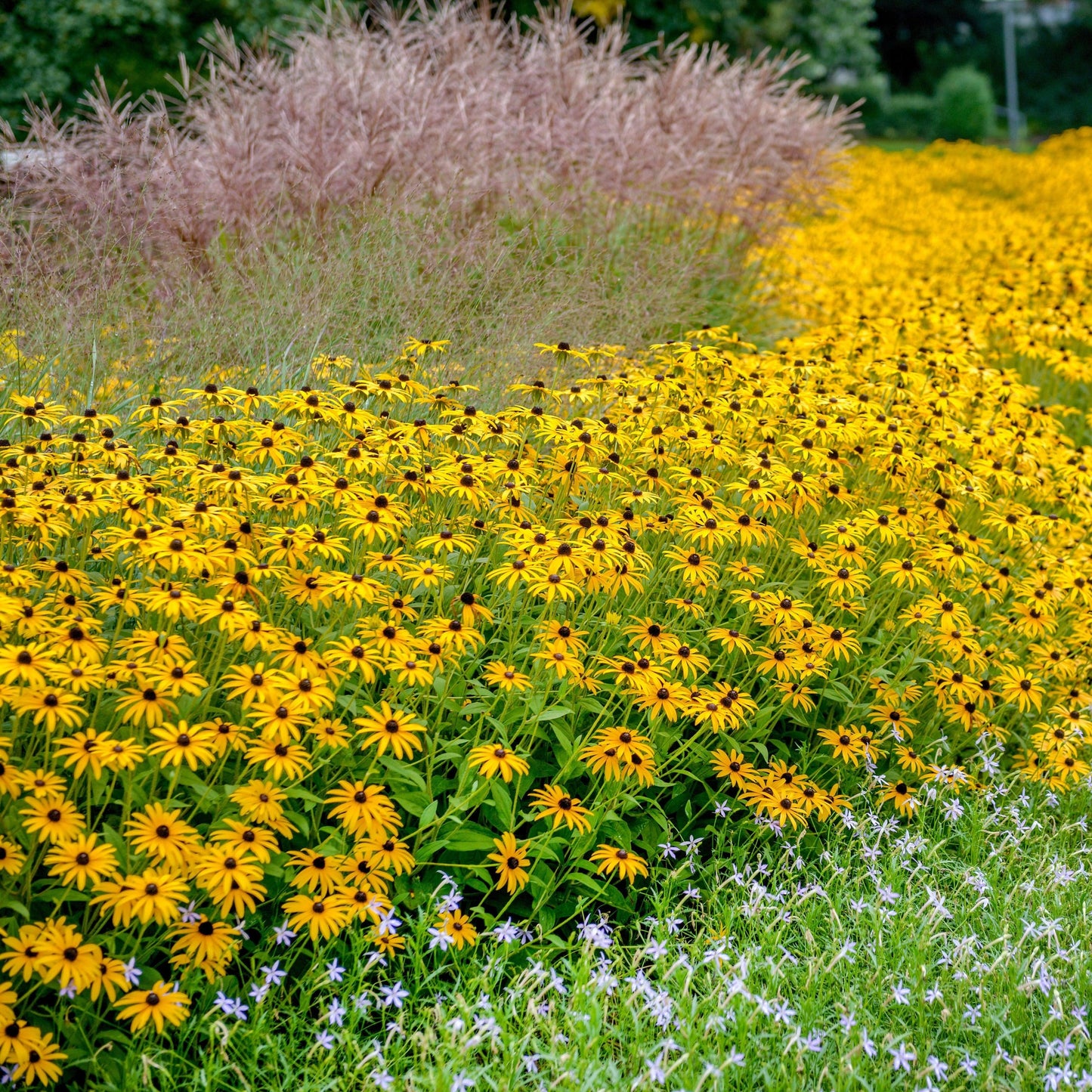 G334 Rudbeckia Fulgida 'goldsturm' - View 18 from www redcrocus com