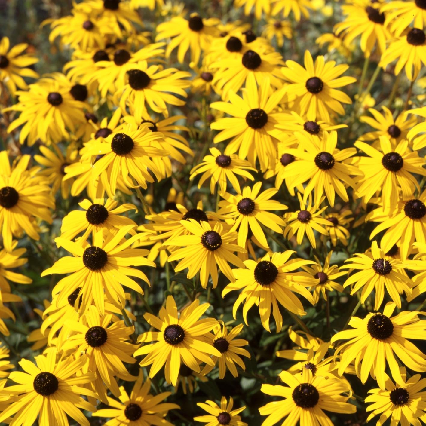 G334 Rudbeckia Fulgida 'goldsturm' - View 19 from www redcrocus com