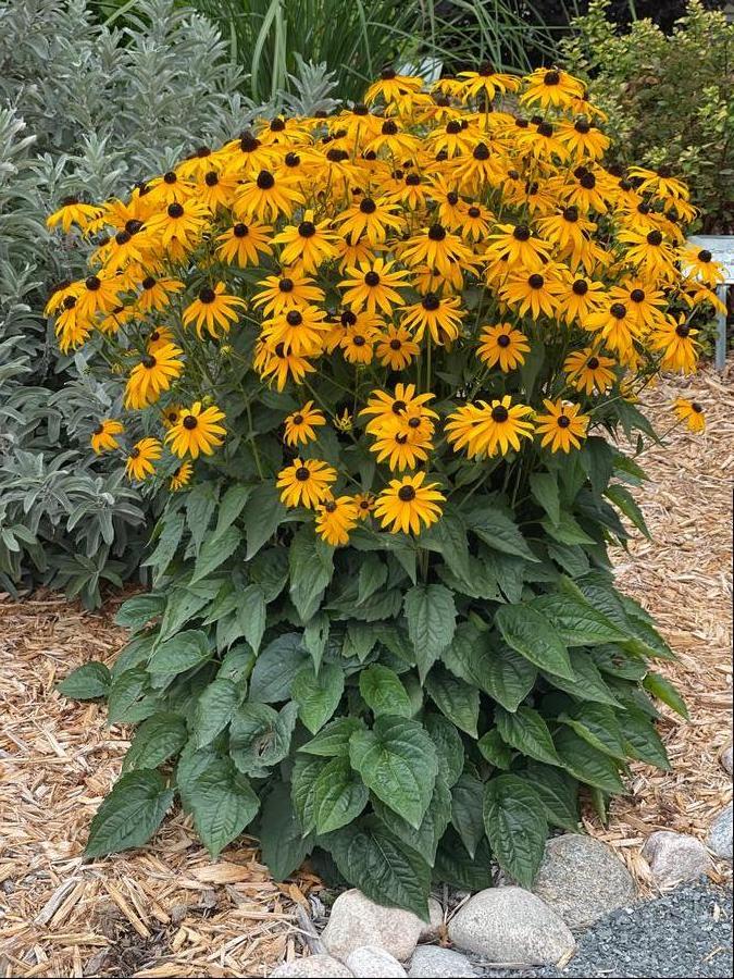 G334 Rudbeckia Fulgida 'goldsturm' - View 1 from www redcrocus com