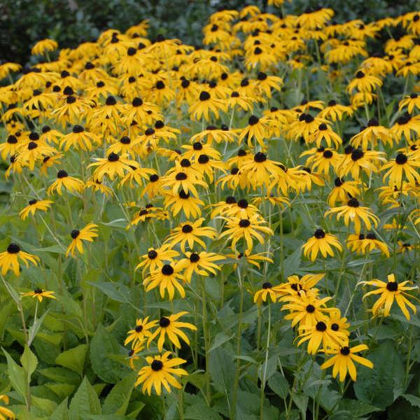 G334 Rudbeckia Fulgida 'goldsturm' - View 20 from www redcrocus com
