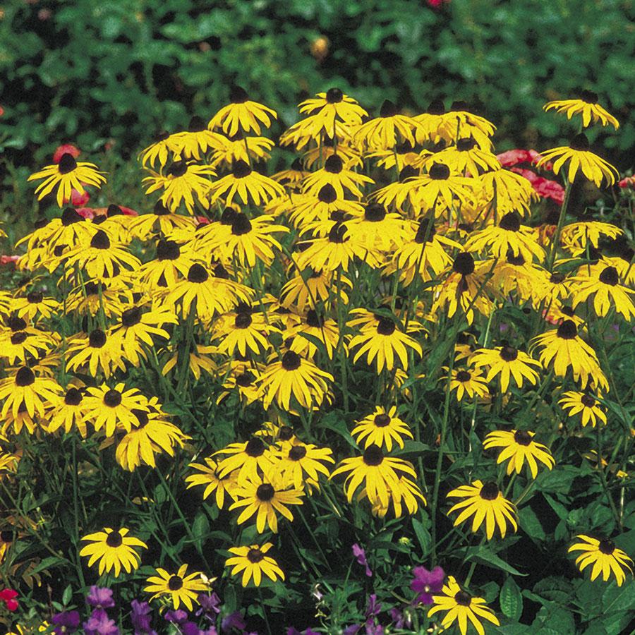 G334 Rudbeckia Fulgida 'goldsturm' - View 21 from www redcrocus com