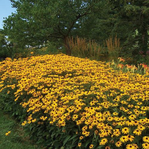 G334 Rudbeckia Fulgida 'goldsturm' - View 22 from www redcrocus com