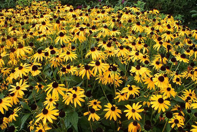 G334 Rudbeckia Fulgida 'goldsturm' - View 23 from www redcrocus com