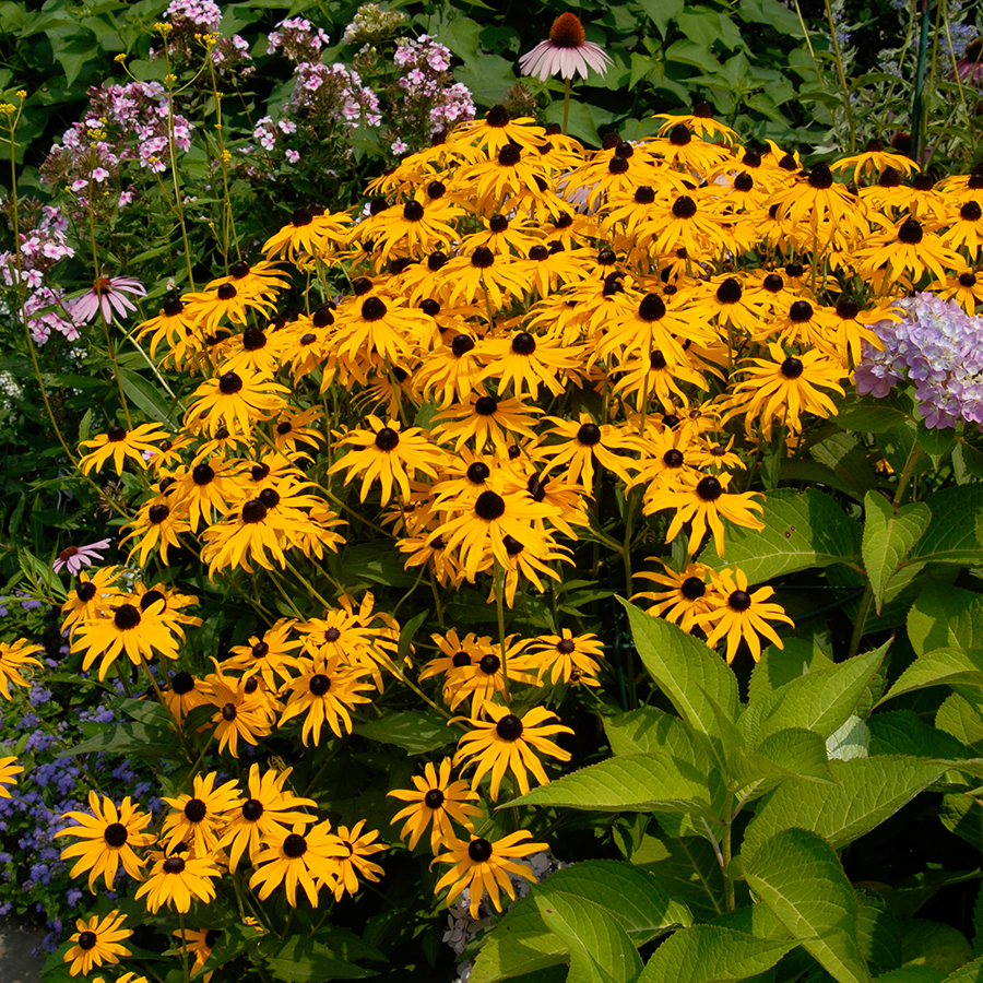 G334 Rudbeckia Fulgida 'goldsturm' - View 24 from www redcrocus com