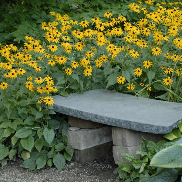 G334 Rudbeckia Fulgida 'goldsturm' - View 25 from www redcrocus com