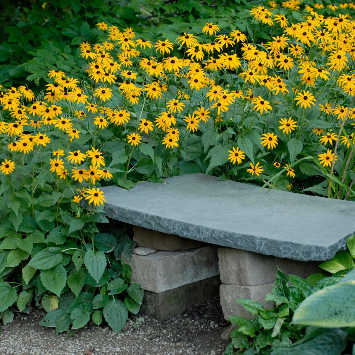 G334 Rudbeckia Fulgida 'goldsturm' - View 27 from www redcrocus com