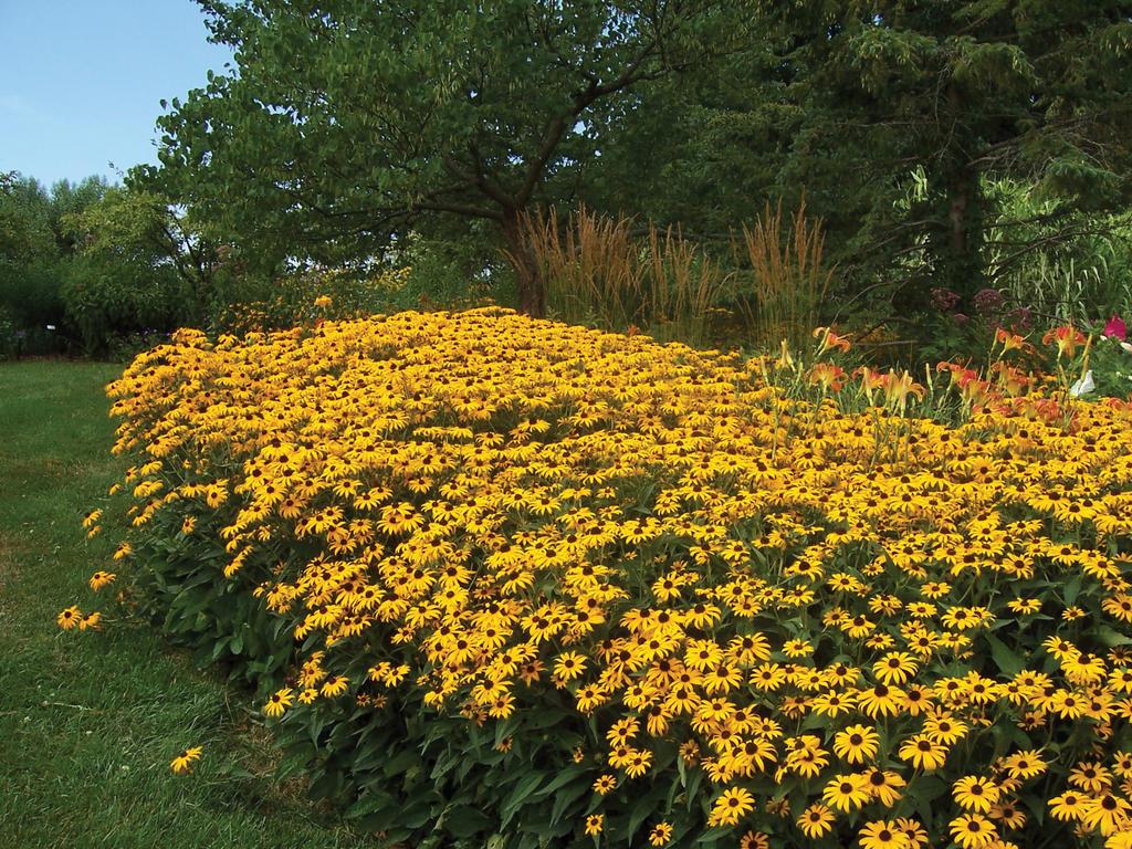 G334 Rudbeckia Fulgida 'goldsturm' - View 31 from www redcrocus com