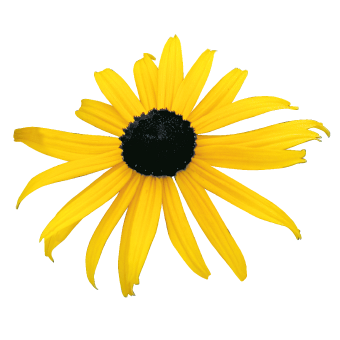 G334 Rudbeckia Fulgida 'goldsturm' - View 32 from www redcrocus com
