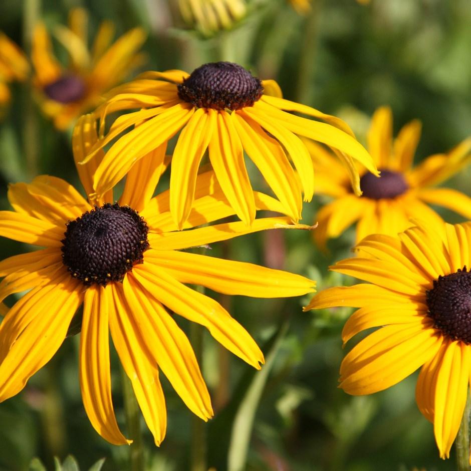 G334 Rudbeckia Fulgida 'goldsturm' - View 33 from www redcrocus com