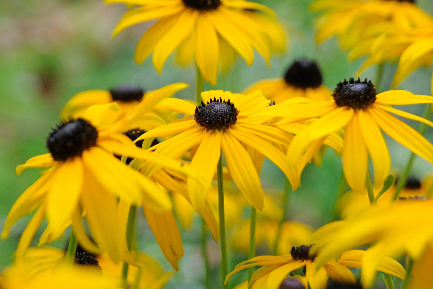 G334 Rudbeckia Fulgida 'goldsturm' - View 34 from www redcrocus com