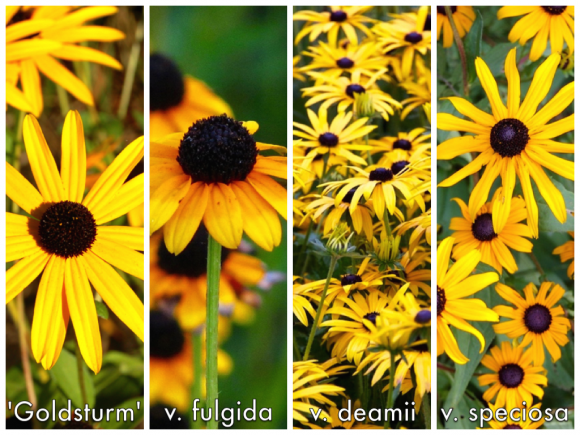 G334 Rudbeckia Fulgida 27goldsturm 27 35 Abffa4bb 5358 4a4d B578 Dc31572689a9 from www redcrocus com
