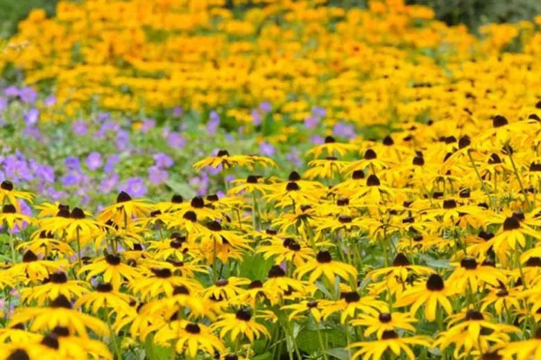 G334 Rudbeckia Fulgida 'goldsturm' - View 36 from www redcrocus com