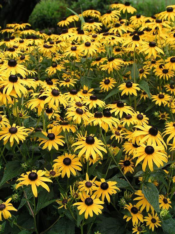 G334 Rudbeckia Fulgida 'goldsturm' - View 3 from www redcrocus com