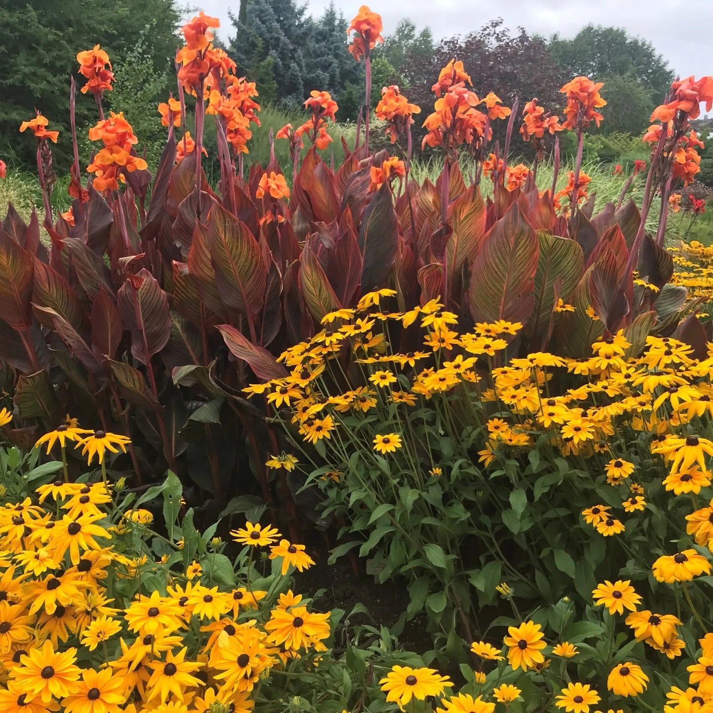 G334 Rudbeckia Fulgida 'goldsturm' - View 40 from www redcrocus com