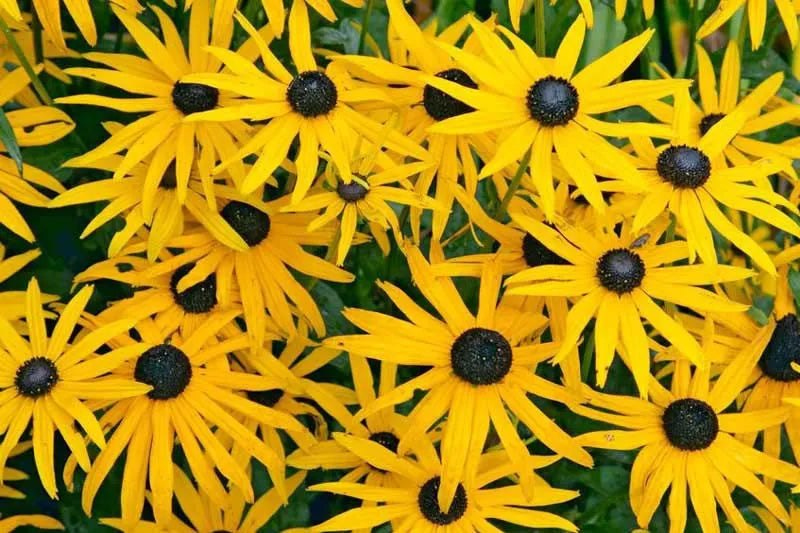 G334 Rudbeckia Fulgida 'goldsturm' - View 4 from www redcrocus com