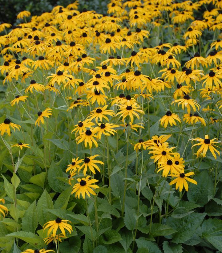 G334 Rudbeckia Fulgida 'goldsturm' - View 5 from www redcrocus com