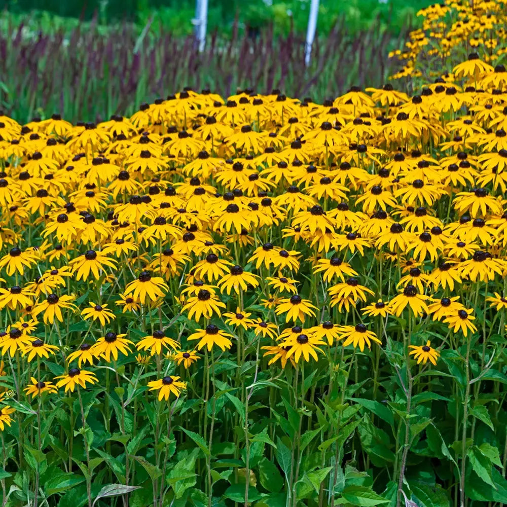 G334 Rudbeckia Fulgida 'goldsturm' - View 6 from www redcrocus com