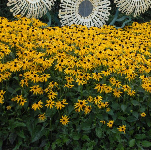 G334 Rudbeckia Fulgida 'goldsturm' - View 8 from www redcrocus com
