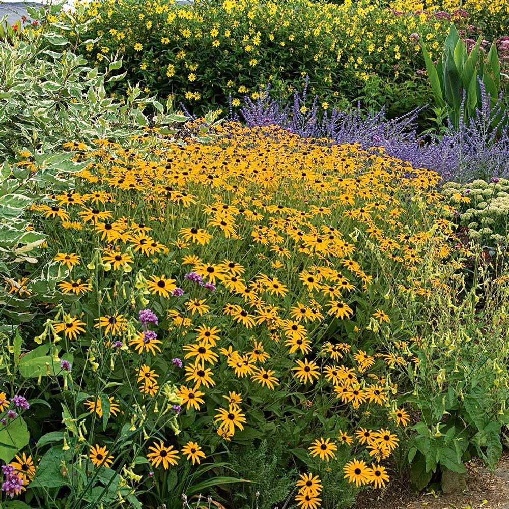 G334 Rudbeckia Fulgida 'goldsturm' - View 9 from www redcrocus com