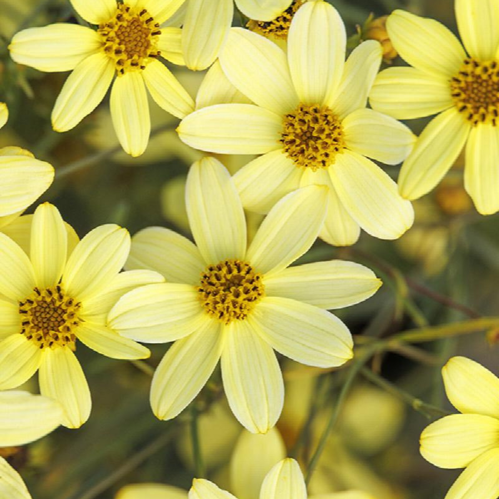 G377 Coreopsis Verticillata 27moonbeam 27 10 9f9d6722 De57 44e3 9653 1a1ad136da51 from www redcrocus com