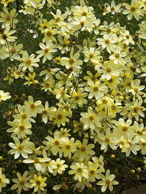 G377 Coreopsis Verticillata 27moonbeam 27 12 7f9804dd 79a7 4299 A363 98f7c3818713 from www redcrocus com