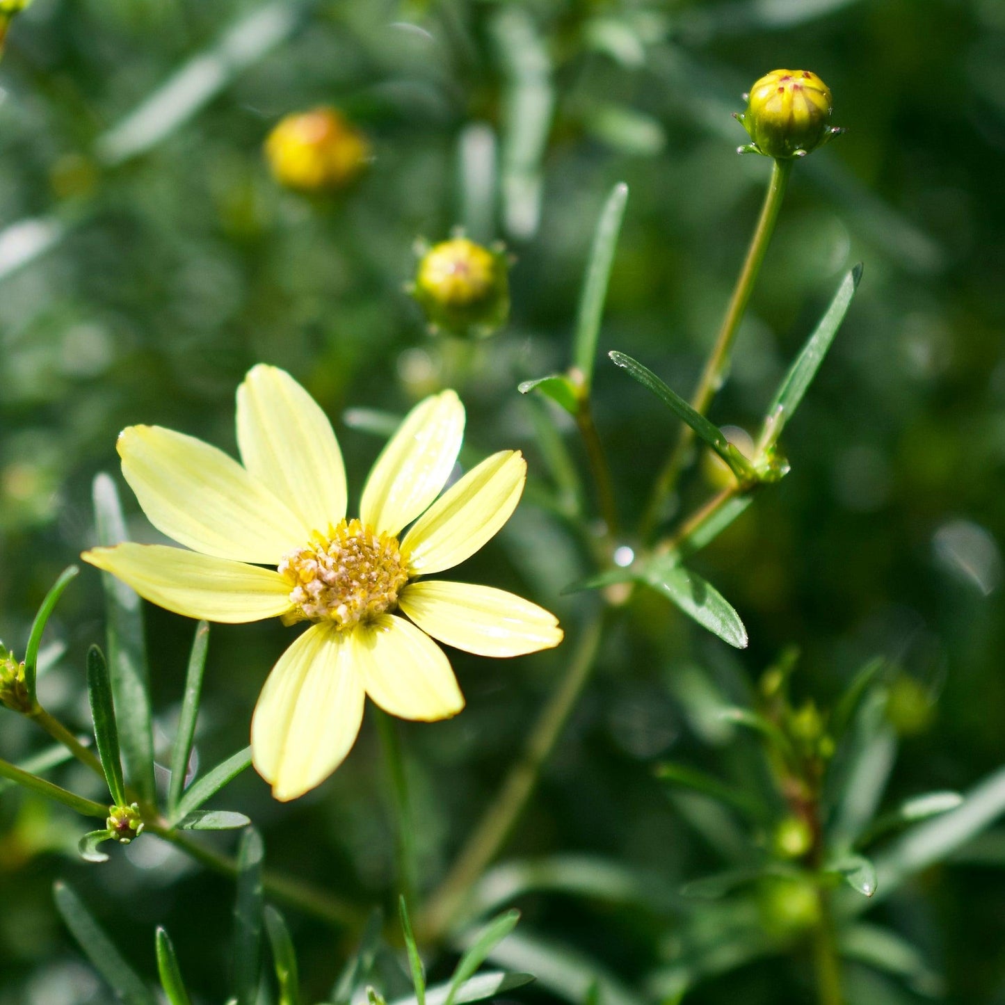 G377 Coreopsis Verticillata 27moonbeam 27 14 567fcbda Fe49 4537 8231 6eec193e8e3f from www redcrocus com