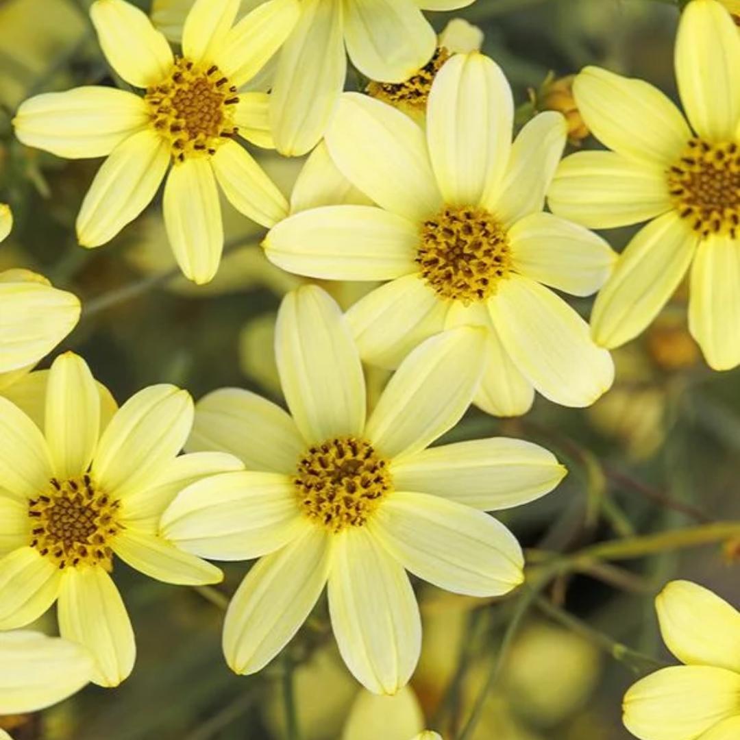 G377 Coreopsis Verticillata 27moonbeam 27 17 96539214 Bc98 46ab 8a5d 7ba19b4780d0 from www redcrocus com