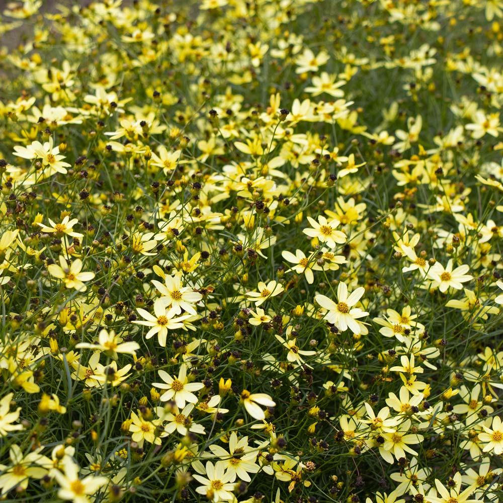 G377 Coreopsis Verticillata 27moonbeam 27 18 6694ec50 Da4b 47b2 8e36 Df9c3d96e41a from www redcrocus com