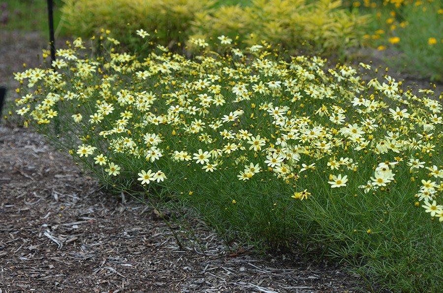 G377 Coreopsis Verticillata 27moonbeam 27 1 823af069 786f 491d 9d4f 95e904739455 from www redcrocus com
