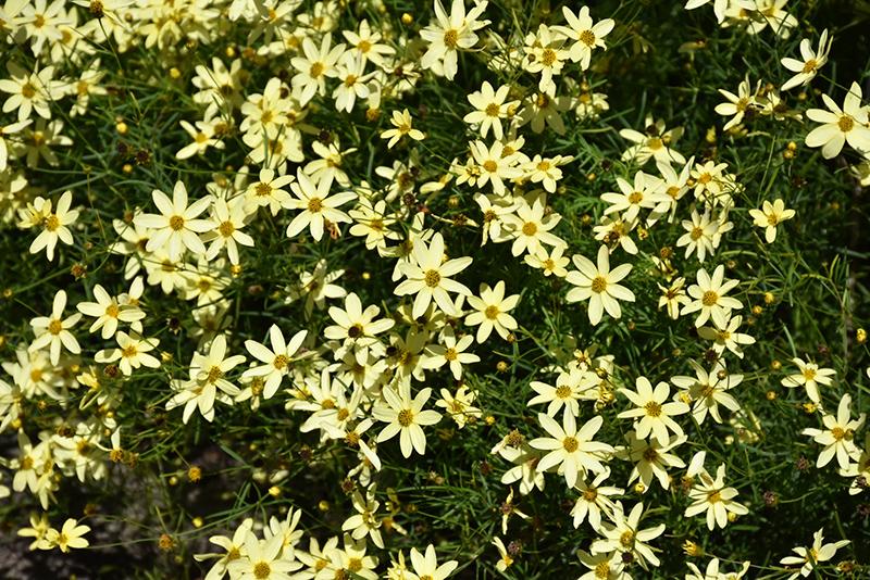 G377 Coreopsis Verticillata 27moonbeam 27 21 4d3b58e0 2cd3 4003 Bbdd Dcca59a94baa from www redcrocus com