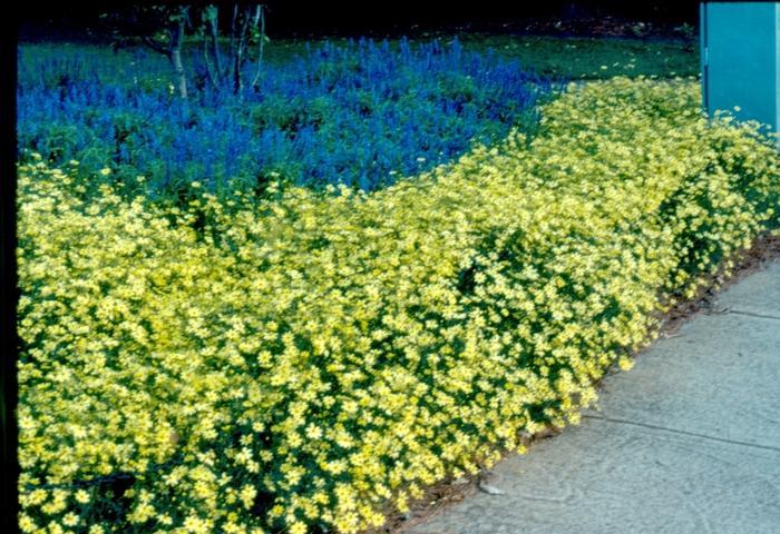 G377 Coreopsis Verticillata 27moonbeam 27 22 B74a9e43 D64e 4aea A626 3e86ec30627f from www redcrocus com