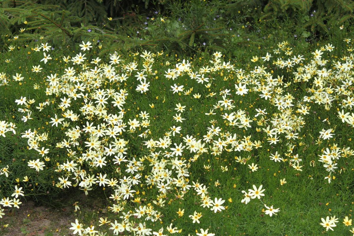 G377 Coreopsis Verticillata 27moonbeam 27 23 188cd675 02b0 4b99 884a 8f85e1159693 from www redcrocus com