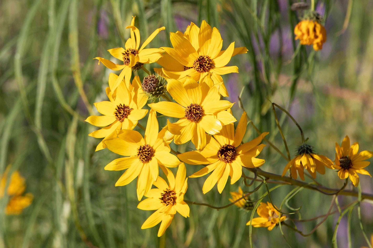 G377 Coreopsis Verticillata 'moonbeam' - View 24 from www redcrocus com