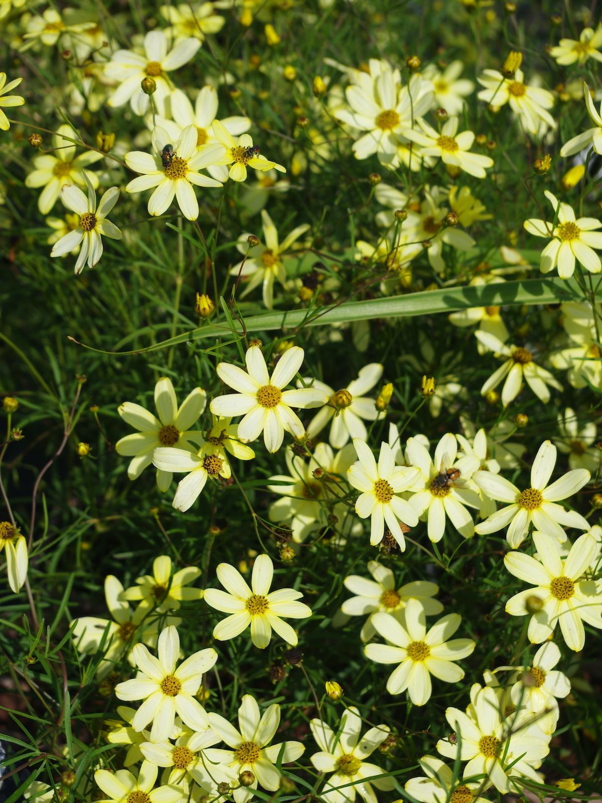 G377 Coreopsis Verticillata 27moonbeam 27 25 2da7c87b D2f3 43cc 8c1a A9d92afbe536 from www redcrocus com