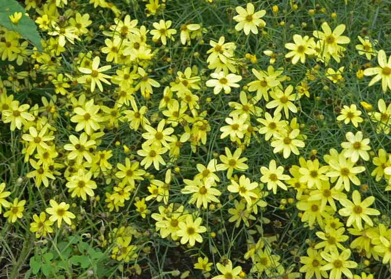 G377 Coreopsis Verticillata 27moonbeam 27 26 9fd46025 0e3d 4b1a 8dd0 47d916b70c2f from www redcrocus com