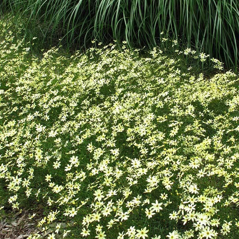 G377 Coreopsis Verticillata 27moonbeam 27 27 898262bd A970 4432 B10b 920cb0392698 from www redcrocus com