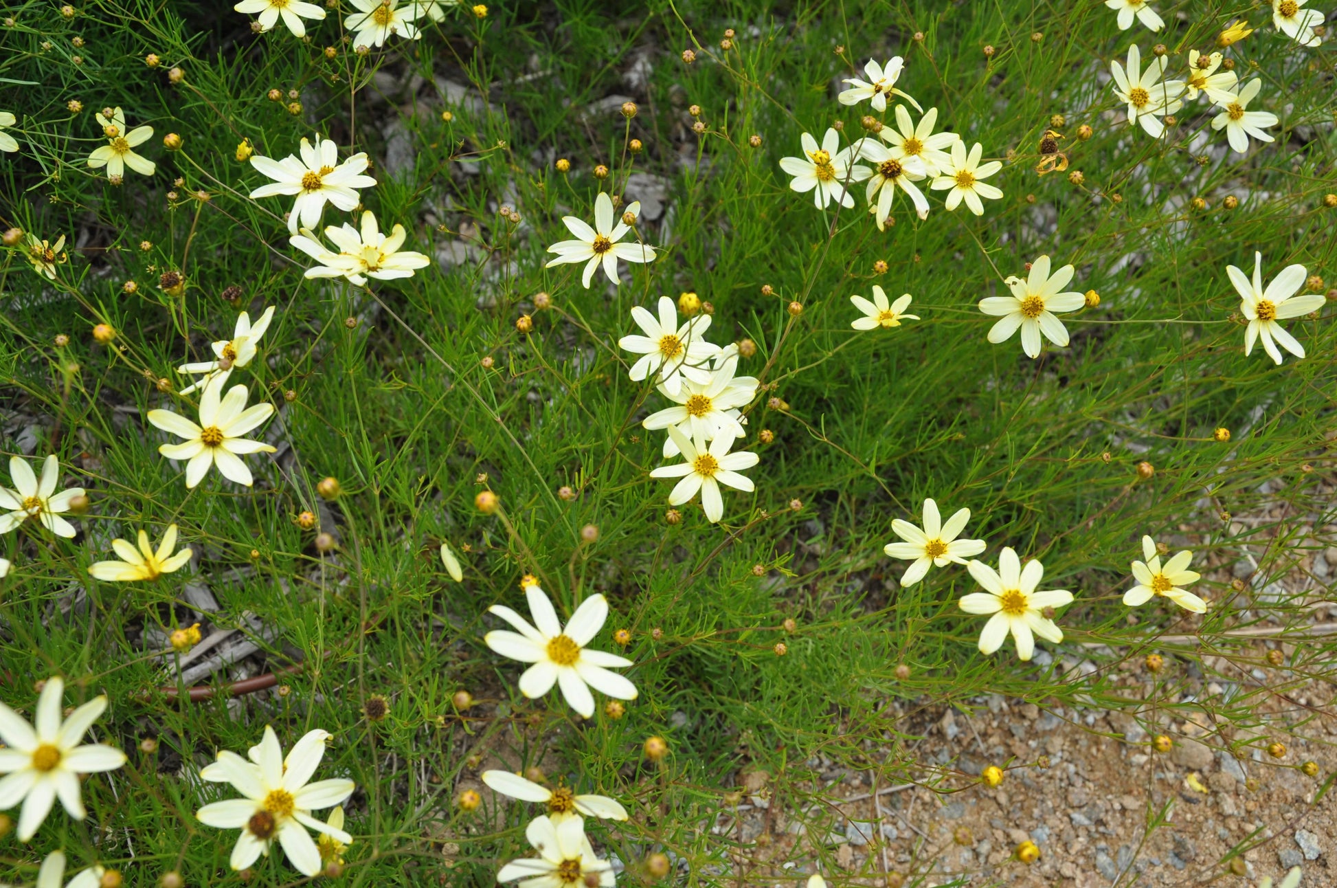 G377 Coreopsis Verticillata 27moonbeam 27 31 E923035b 2bfe 4315 B7ea 1bd4c98423c1 from www redcrocus com
