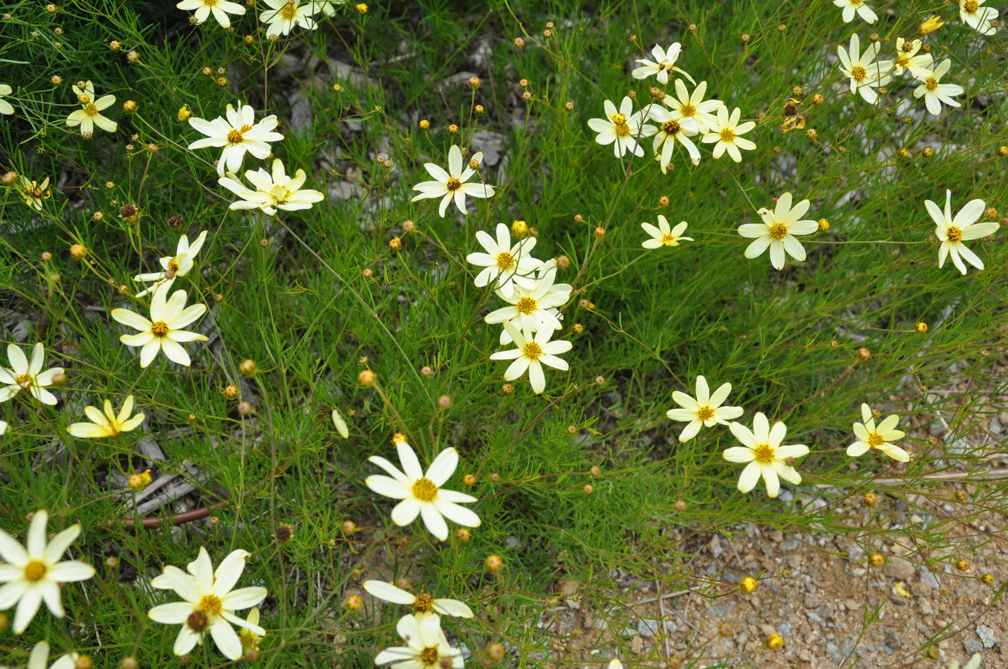 G377 Coreopsis Verticillata 27moonbeam 27 31 E923035b 2bfe 4315 B7ea 1bd4c98423c1 from www redcrocus com