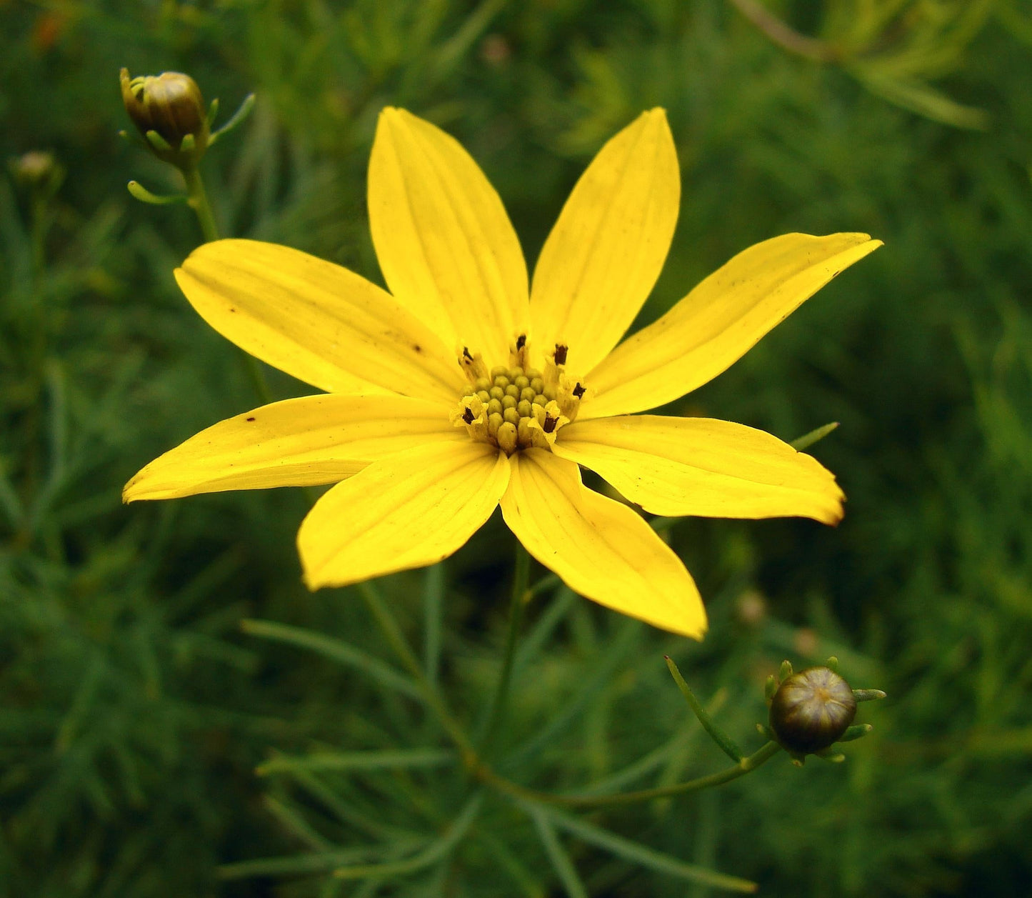 G377 Coreopsis Verticillata 27moonbeam 27 32 51cc3cd9 53fd 4294 838a 6f855765ef45 from www redcrocus com