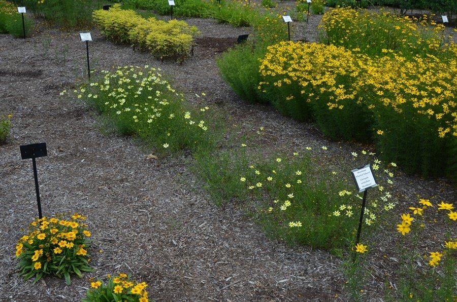 G377 Coreopsis Verticillata 27moonbeam 27 33 8acd4a52 14b8 4acc 8673 Cac1c5e0b6d5 from www redcrocus com