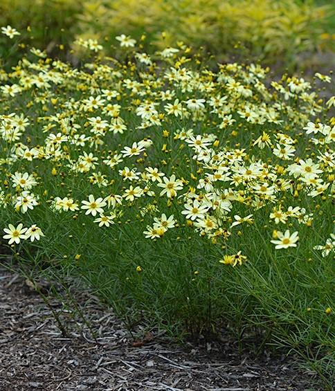 G377 Coreopsis Verticillata 27moonbeam 27 35 775efd75 6d20 47e7 A7f8 D9599b44911f from www redcrocus com