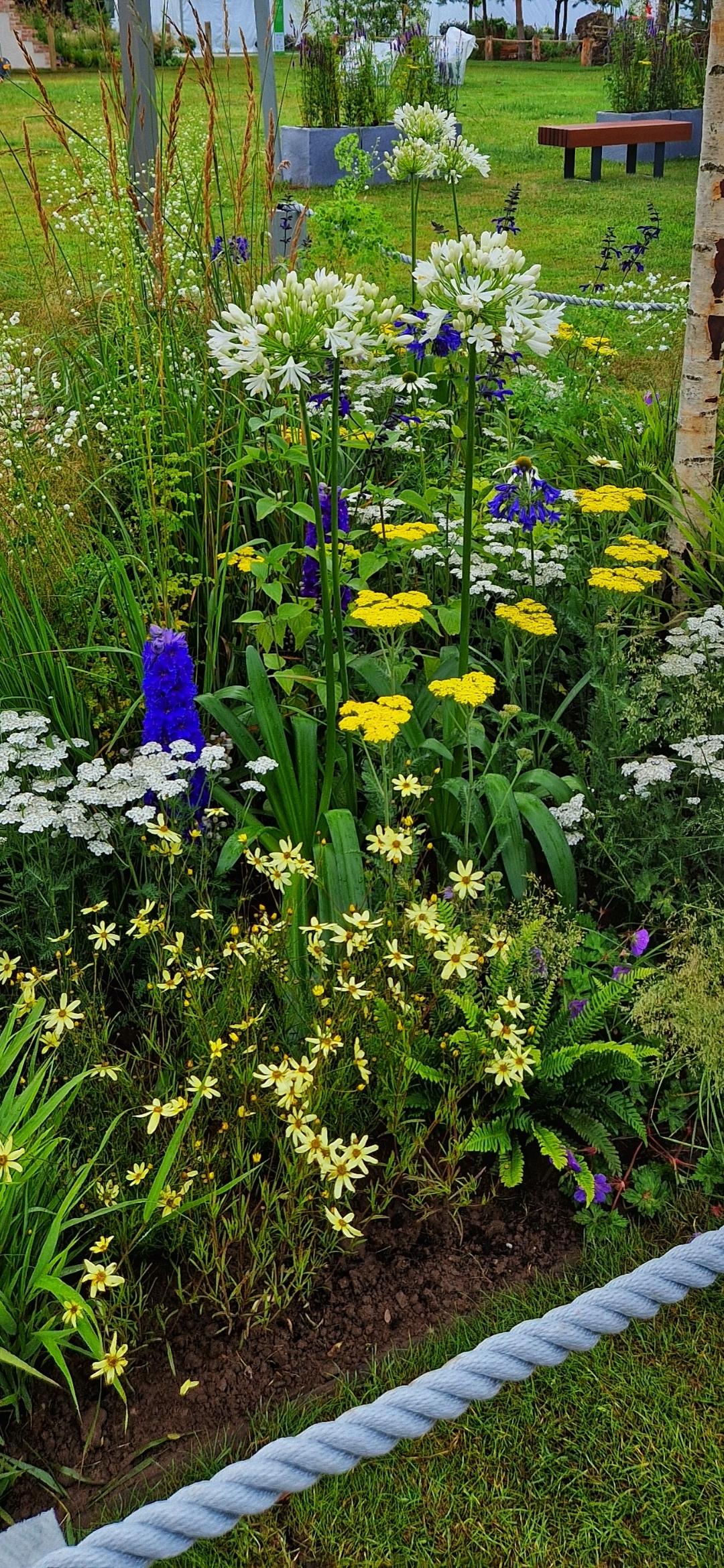 G377 Coreopsis Verticillata 27moonbeam 27 36 D597bd0a 3f48 4e08 888c 378319e52f9e from www redcrocus com