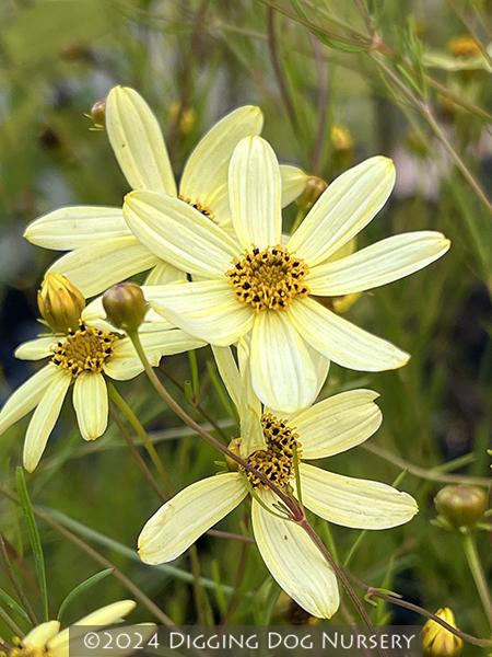 G377 Coreopsis Verticillata 27moonbeam 27 37 32ff2c1d 57dd 4d32 9480 Cb1f60cc2ff5 from www redcrocus com