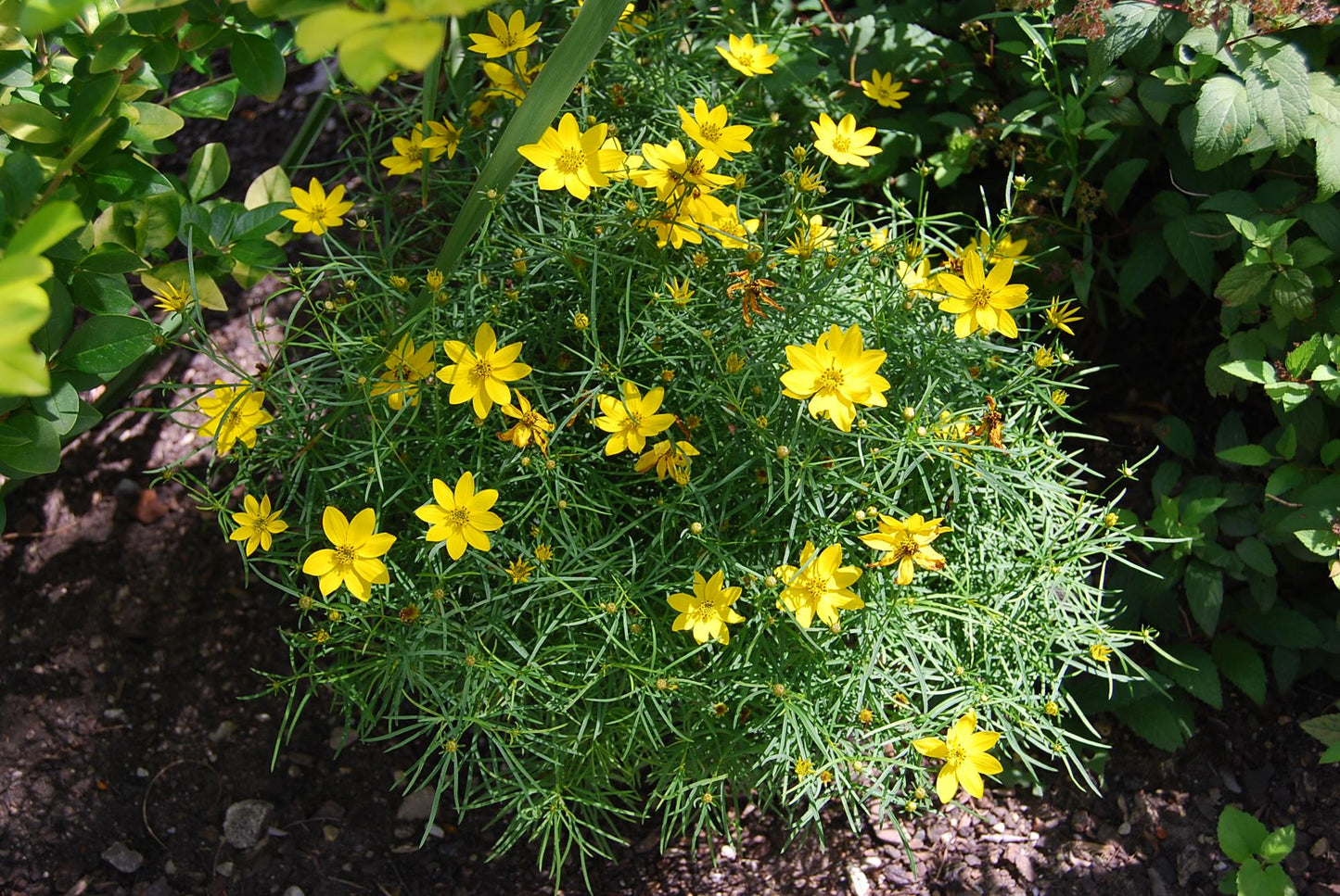 G377 Coreopsis Verticillata 27moonbeam 27 38 1bed67c3 0ad4 404b 8847 2e55c700c03f from www redcrocus com