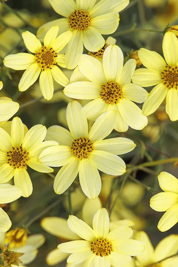 G377 Coreopsis Verticillata 27moonbeam 27 39 Fe61717e 4efa 42c9 9d4d 62f02457715c from www redcrocus com
