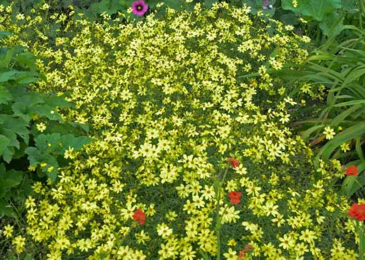 G377 Coreopsis Verticillata 27moonbeam 27 3 9ab03a27 4480 46c8 B8b5 C94bff1191e4 from www redcrocus com