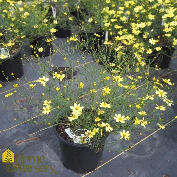G377 Coreopsis Verticillata 27moonbeam 27 5 0541f5a5 Ebaa 4fd3 B59f Abcc44326cdb from www redcrocus com